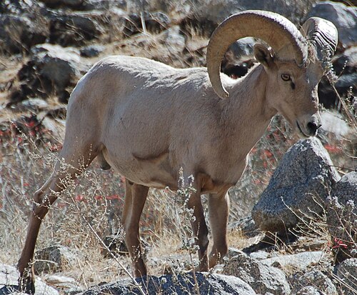 desert bighorn sheep